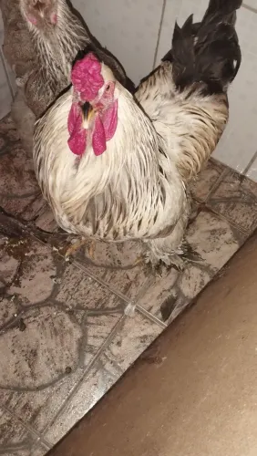 Galinhas Brahma 