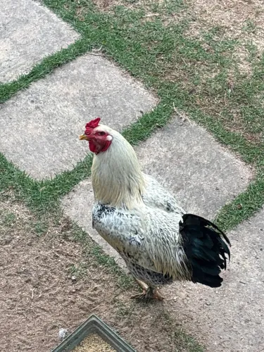 Galo bramha e franguinhos e galinha caipira