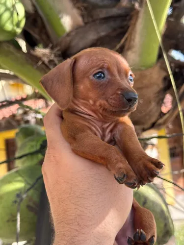 Salsichinha mini Canil Batao Nordestino