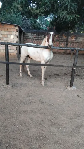 Cavalo manga larga