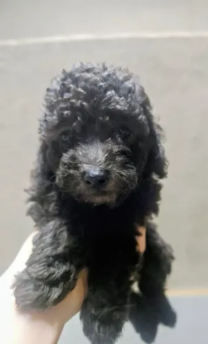 Belíssimo filhote de Poodle Toy Anão macho cor Cinza