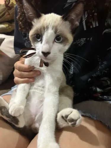 Doa-se gatos