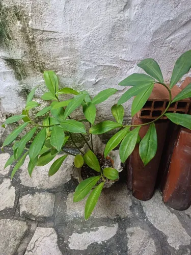 Planta linda
