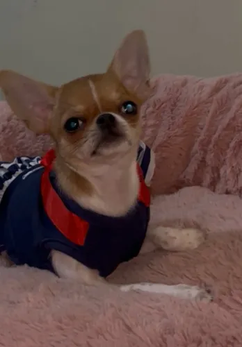 Chihuahua fêmea 4 meses miniatura