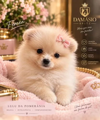 Fêmea de Lulu da Pomerania