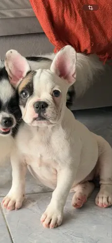 BULDOGUE FRANCÊS