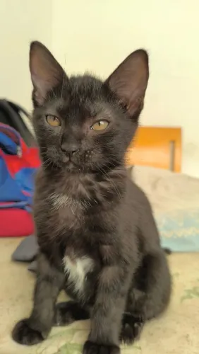 Estou doando essa gatinha já tomou vermífugo
