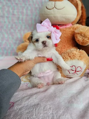 Lindo neném Shih Tzu/ Shitzu filhotes orelhas peludas vacinados macho e fêmea SP