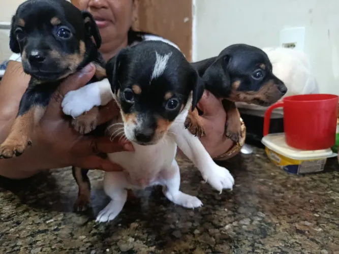 VENDO PINSCHER N2 ORIGINAL