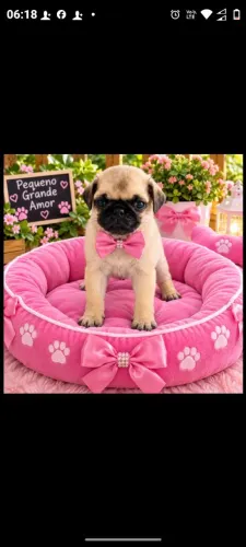 Disponível filhote de Pug.