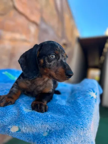 Dachshund arlequim olhos azuis 