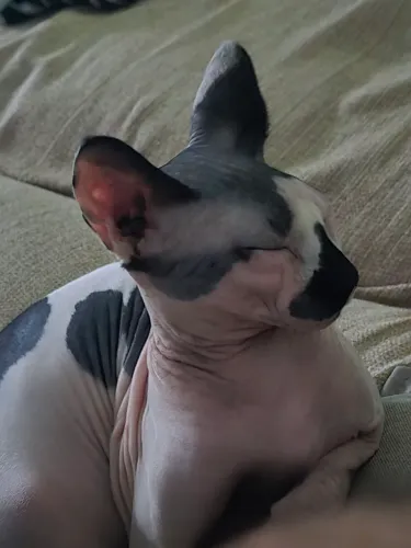 Sphynx Macho - 1 Ano - Pedigree - Castrado - Microchipado