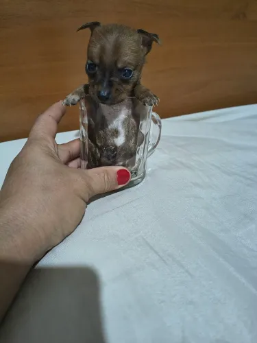 Pinscher