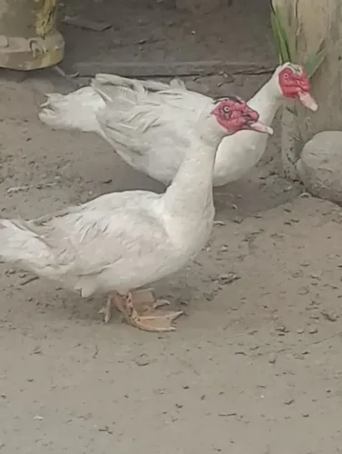 Agrícola 