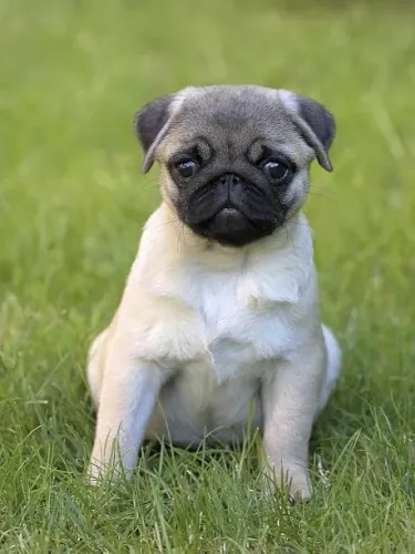 Filhote de Pug Que Vai Conquistar Seu Coração