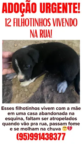 Não Ignore ? São 12 Filhotinhos Precisando de um lar