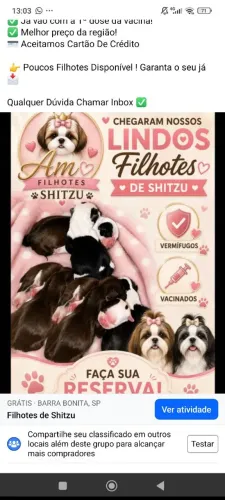 Filhote De Shitzu Fêmea