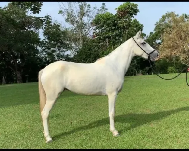 Egua Mangalarga Marchador Lindaaaaa