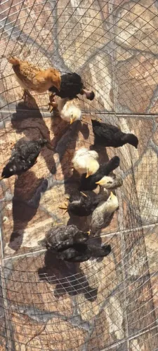 Vendo lote de 12 pintinhos caipira