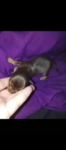 Chihuahua pelo curto chocolate