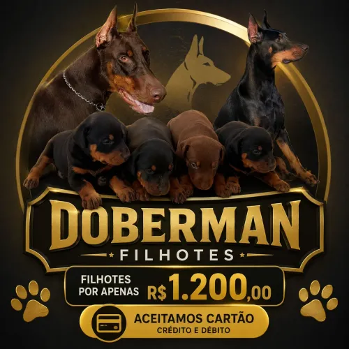 Filhotes de Dobermam europeu