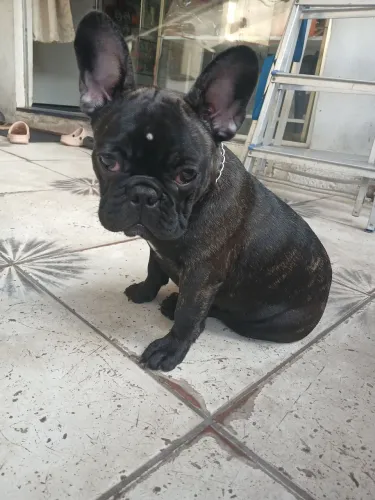 Vendo filhote de buldogue