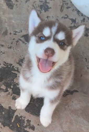 Filhotes de husky siberiano disponíveis