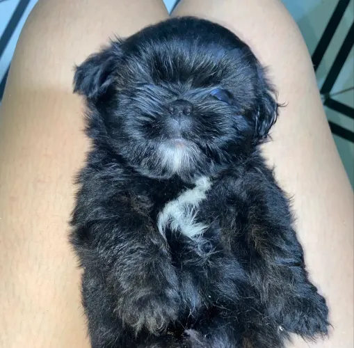 Shitzu+shipoo