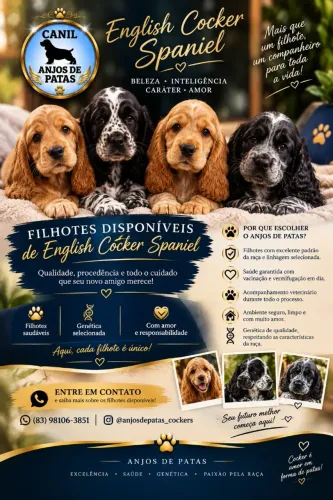 Filhotes de cocker spaniel inglês