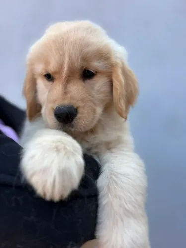 Filhotes Golden Retriever.