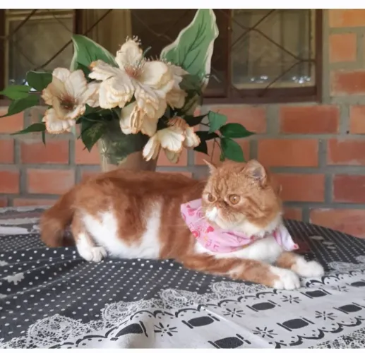 Lindo Garfield inteiro