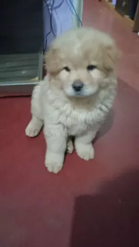 Filhote de chow chow