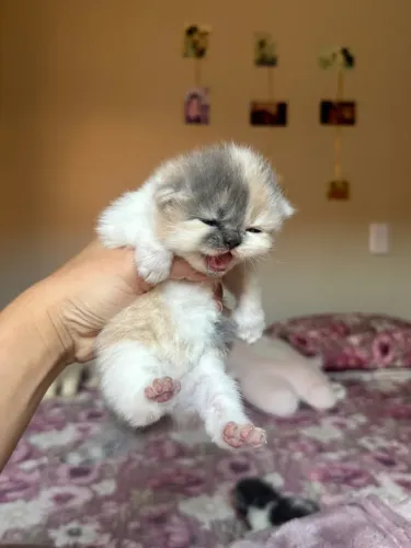 Gato Persa