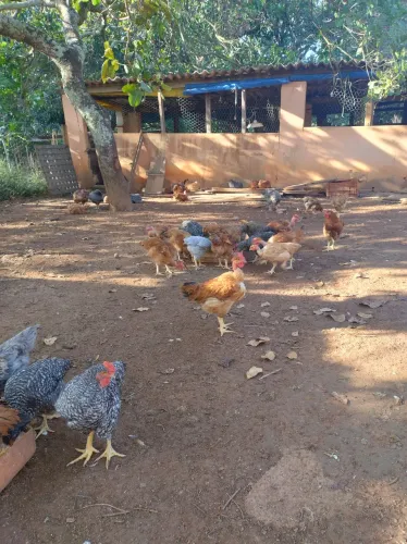 Frangos e frangas