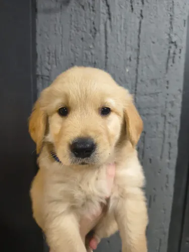 Filhote de Golden Retriever bebê lindo