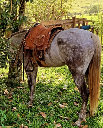 Égua Mangalarga Marchador
