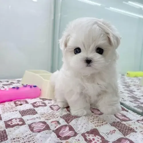 Filhote de Poodle Branco Procurando um Lar Cheio de Amor