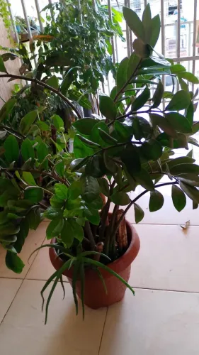 Plantas