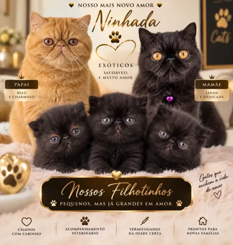 Gato persa e exótico