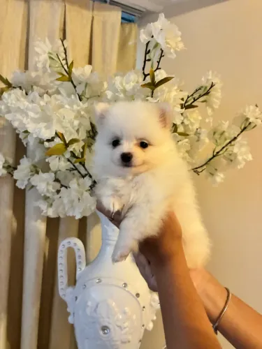 Filhote de Spitz alemão macho branco