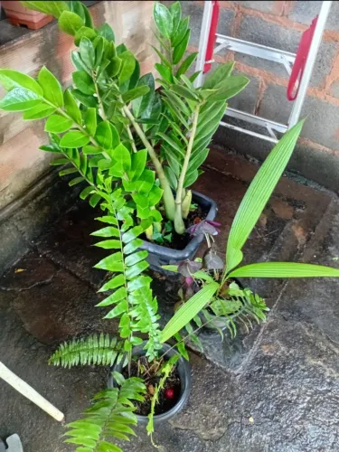 Plantas