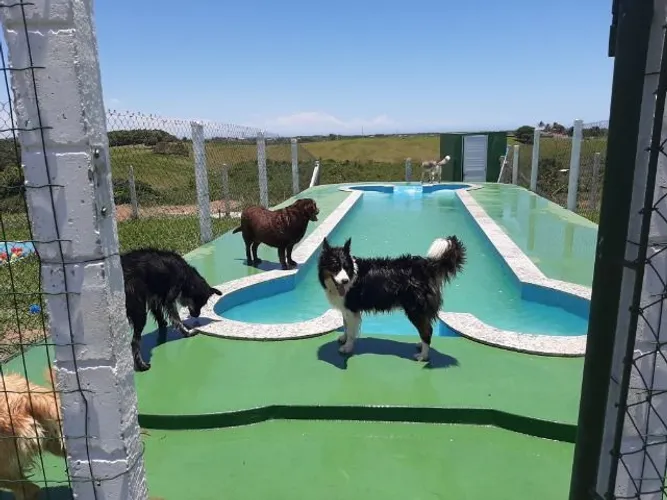 Hotel pet e Adestramento com maior e melhor estrutura do estado