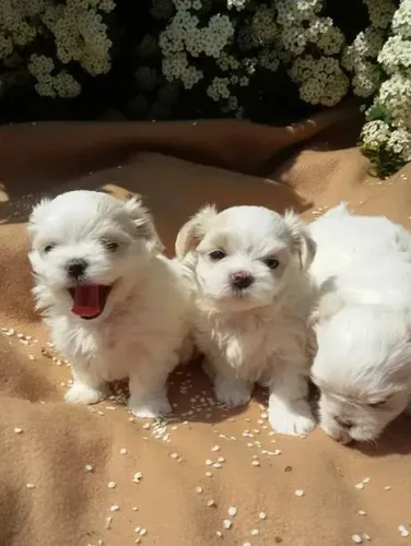 Maltês Mini White Fêmea - Beleza e Elegância em um Filhote Encantado