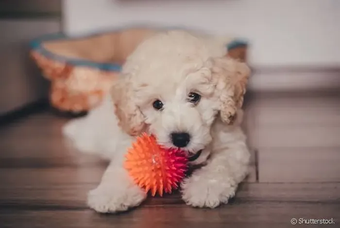 Filhote de Poodle , pelo de ovelhas 
