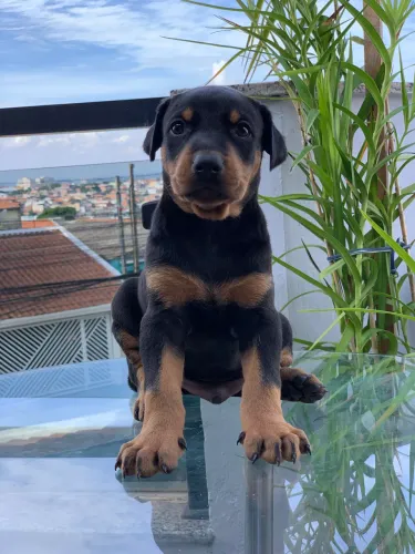 Filhote de Doberman 