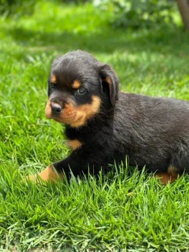 rottweiller cabeça de touro porte alemao