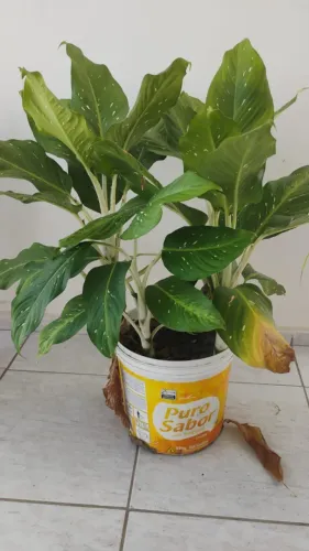 Comigo ninguém pode. Planta. Valor: 20,00 reais.