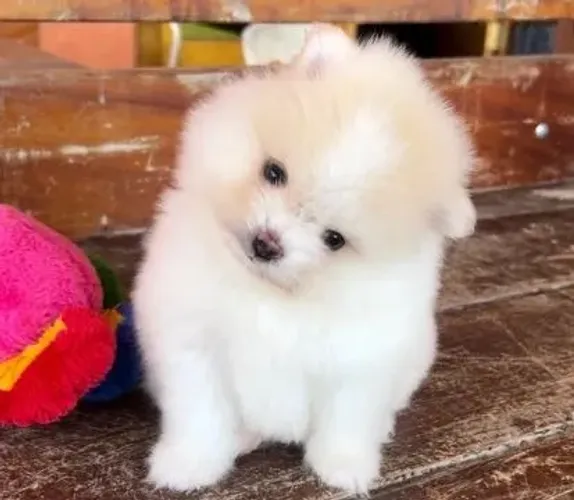 Lulu da Pomerânia Disponível 