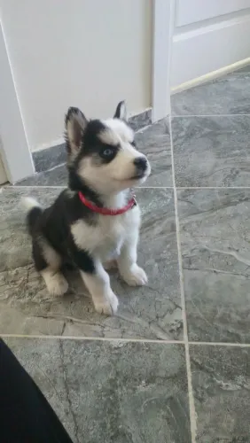 Filhote de Husky Siberiano - Olhos serenos