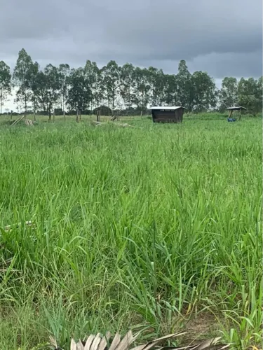 Fazenda de 298 ha Gaúcha do Norte-MT